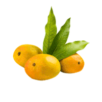 redrickshawfood mango redrickshaw redrickshawmangoes mangolikethis Sticker
