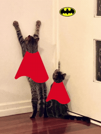 Super Hero Cats GIF