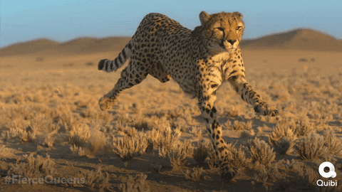 Cheetah GIF by Quibi