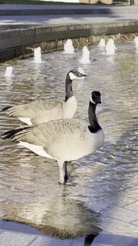 Canadian Portland GIF by EDGARDUDE