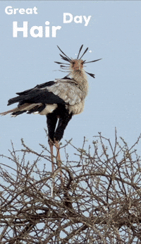 Hair Morning GIF