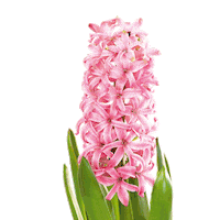 Flower Sticker by Gardelly Holland