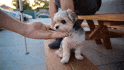 Puppy Handshake GIF by Phantogram