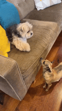 Sarah Barthel Comedy GIF by Jessimae Peluso