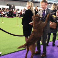 Dog Show GIF by Westminster Kennel Club