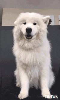 Dog Love GIF by TikTok