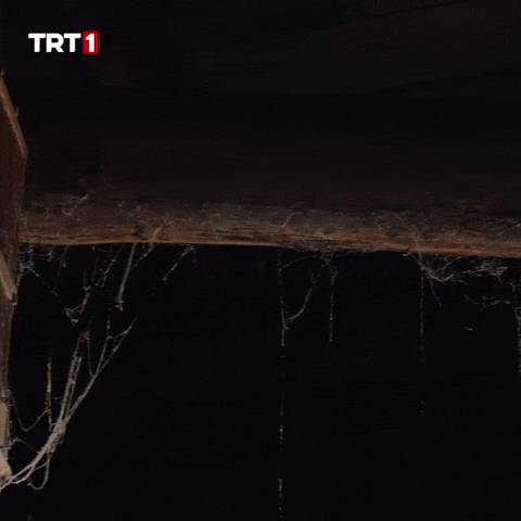 History Fear GIF by TRT