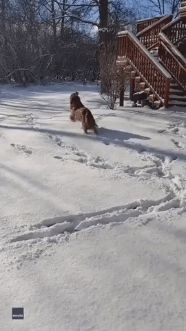 Golden Retriever Twirls Through Michigan Snowfall