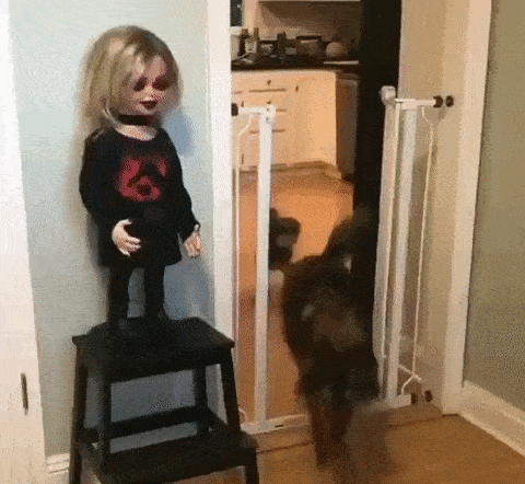childrenofthenight giphyupload scary doll bride of chucky GIF