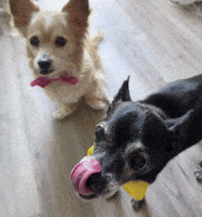 BarkyAndFriends rescue dog foster dog senior dog adoptable dog GIF
