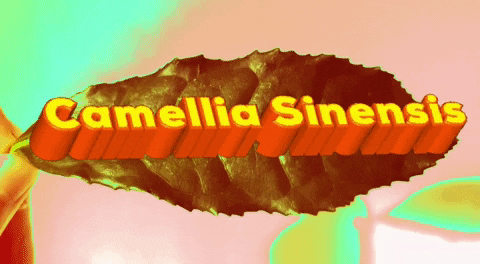 teacreativelife tea camelliasinensis tea disco GIF