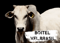 vflbrasil vfl confinamento boitel vflbrasil GIF