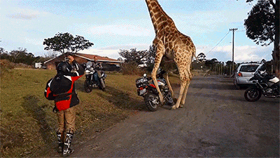 adventure giraffe GIF