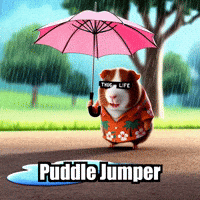 Guinea Pig Rain GIF by Guinea Gambino