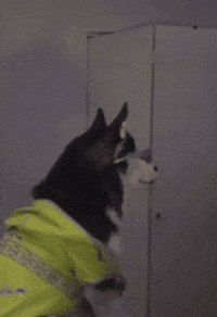 swagrman dog omg husky suprise GIF