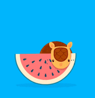 oalexandresou armadillo tatu GIF