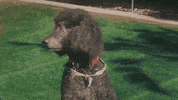 Palm Springs Poodle GIF by EMPIRE