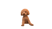 Mokiderpudel poodle moki toypoodle pudel Sticker
