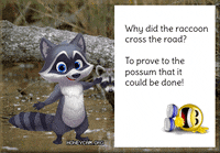 Raccoon GIF