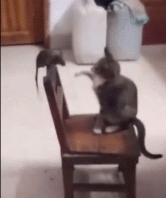 Rudyamon giphyupload tom a jerry GIF
