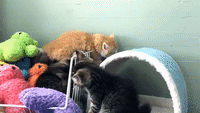These Three Kittens Know How to Put Up a Good Fight