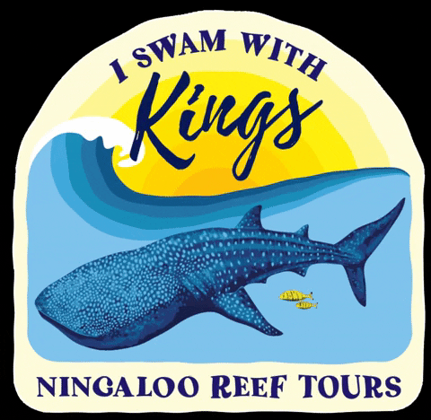 KingsNingaloo giphygifmaker snorkel humpback whale mantaray GIF