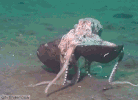 octopus coconut GIF