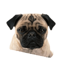 pug STICKER by imoji