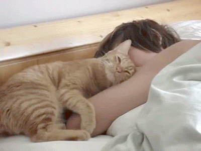 Cat Beds GIF