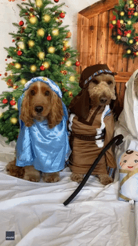 Doggy Daycare Nativity Scene