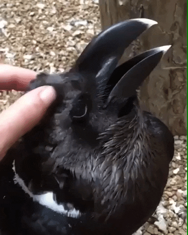 cuteanimalland giphyupload GIF