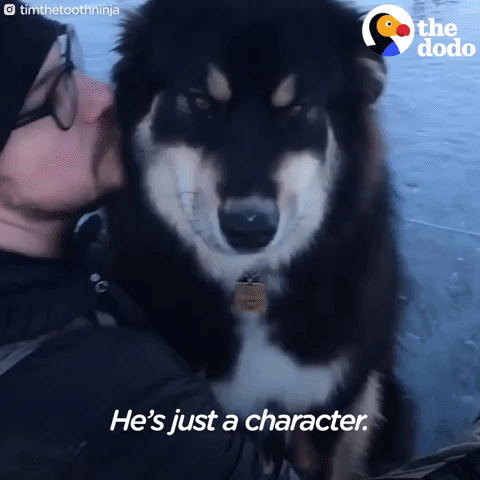 dog GIF by The Dodo