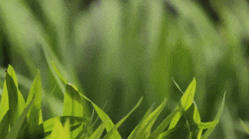 ELLEspain green moda eco elle GIF