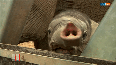 GIF by Mitteldeutscher Rundfunk