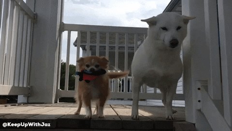 happy shiba inu GIF by KeepUpWithJaz
