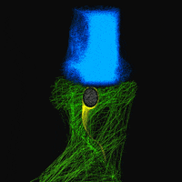 LineApeClub obscure line ape club obscure prints line apes GIF