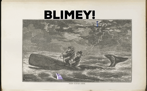 SFarley_Charlie giphygifmaker giphyattribution travel whale GIF