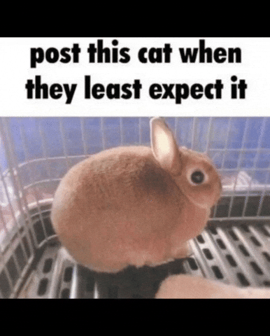 zahrmaar cat rabbit zahrmaar unexpected cat GIF