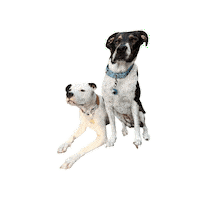 Pitbull Sticker by JSRanchDogDesigns