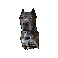 Pitbull Lennon Sticker by JSRanchDogDesigns