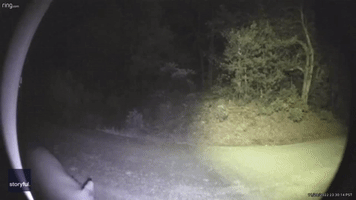 'Hungry' Bear Munching on Doorbell Camera in California Accidentally Rings it Twice