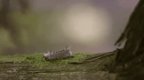 lavraienature giphyupload tree insect moss GIF
