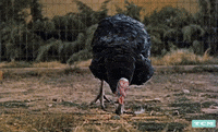Hungry Food GIF by Turner Classic Movies