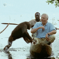 Pbs Nature Animales GIF by Nature on PBS
