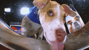 Animal Planet GIF by Puppy Bowl