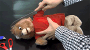 teddy GIF