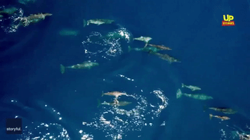Large Pod of Dolphins Swim in Crystal-Clear Aegean
