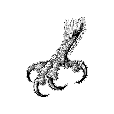 Birds Of Prey Bird Sticker by The Wild Curiosity