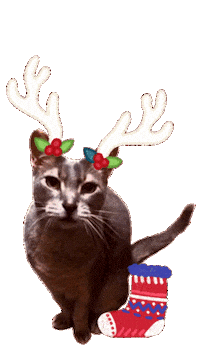 Merry Christmas Cat Sticker