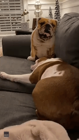 Uneasy Bulldog Yaps at Bulldog-Shaped Pillow